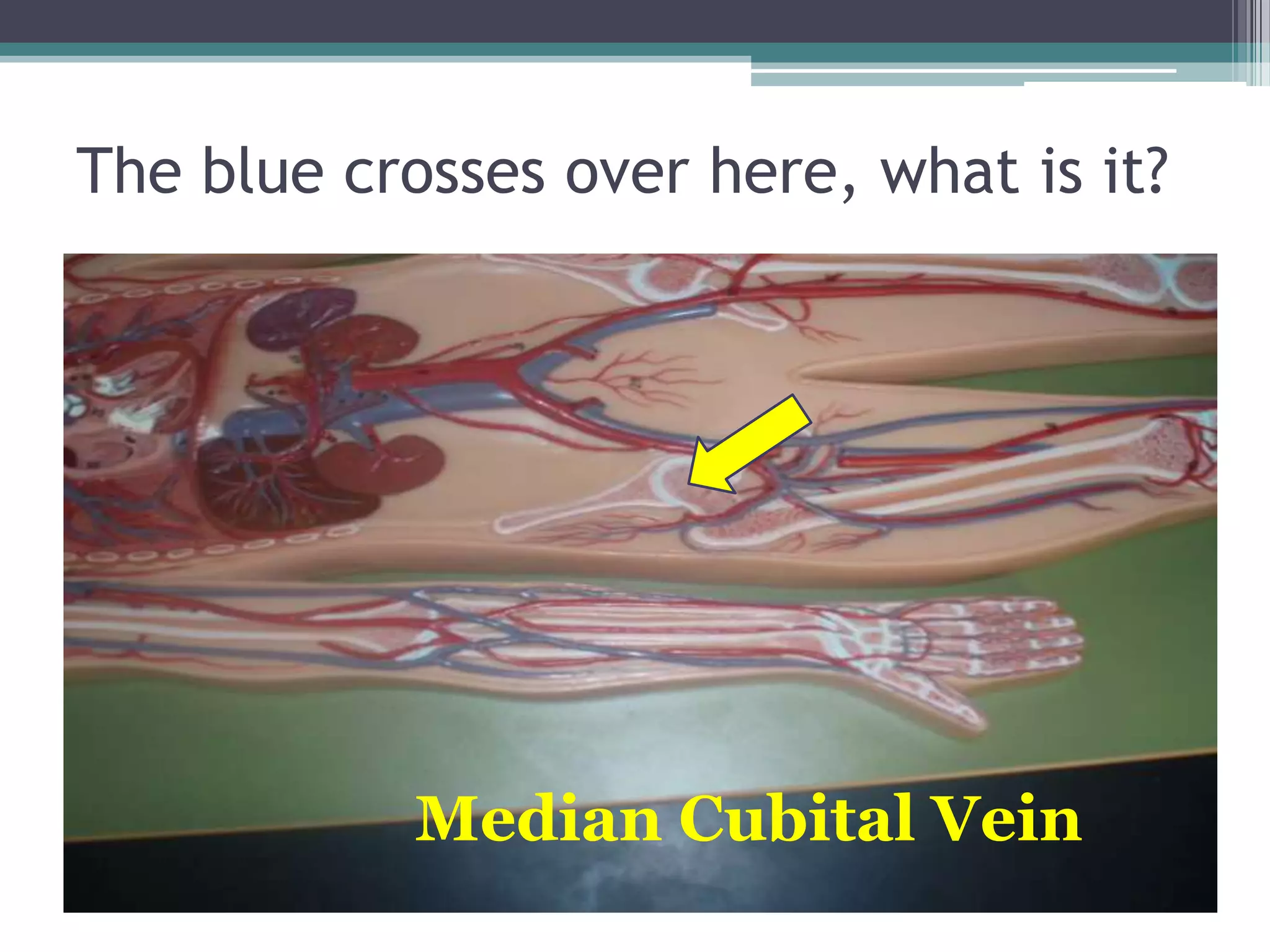 The blue crosses over here, what is it?Median Cubital Vein