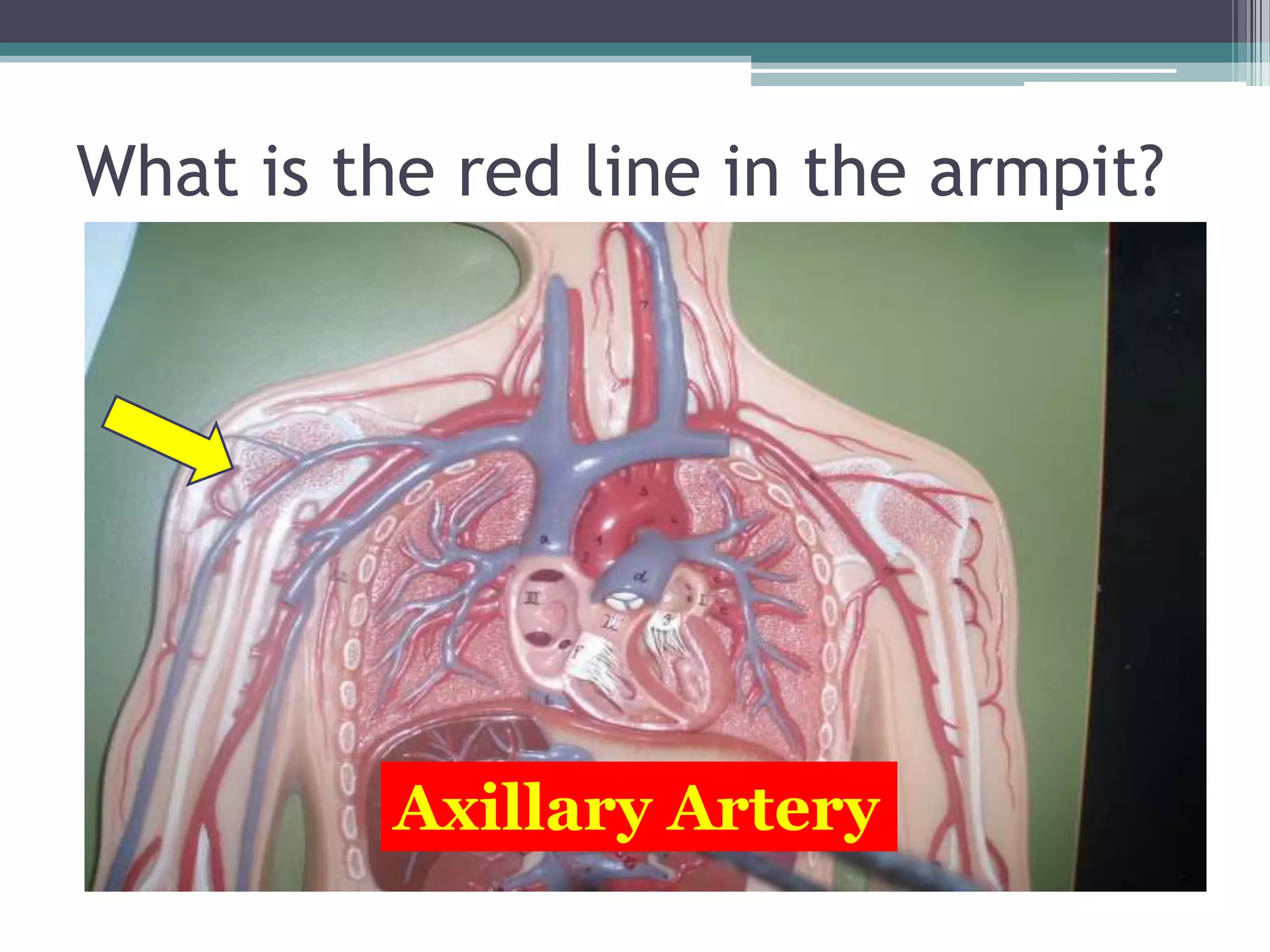What is the red line in the armpit?Axillary Artery