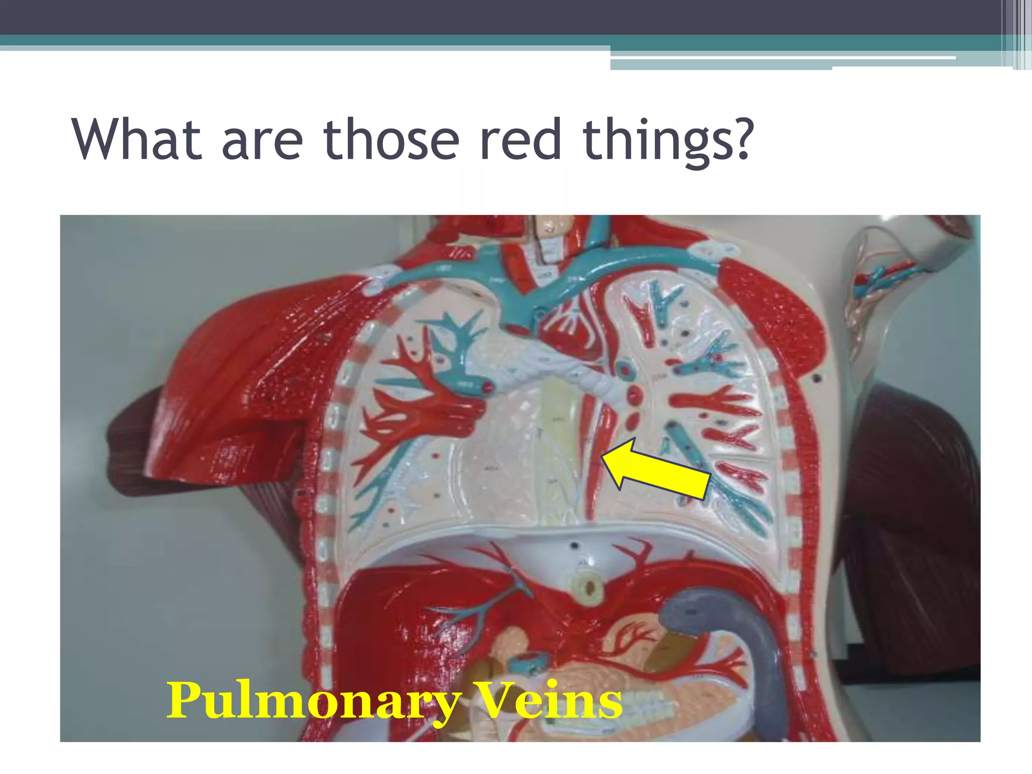 What are those red things?Pulmonary Veins