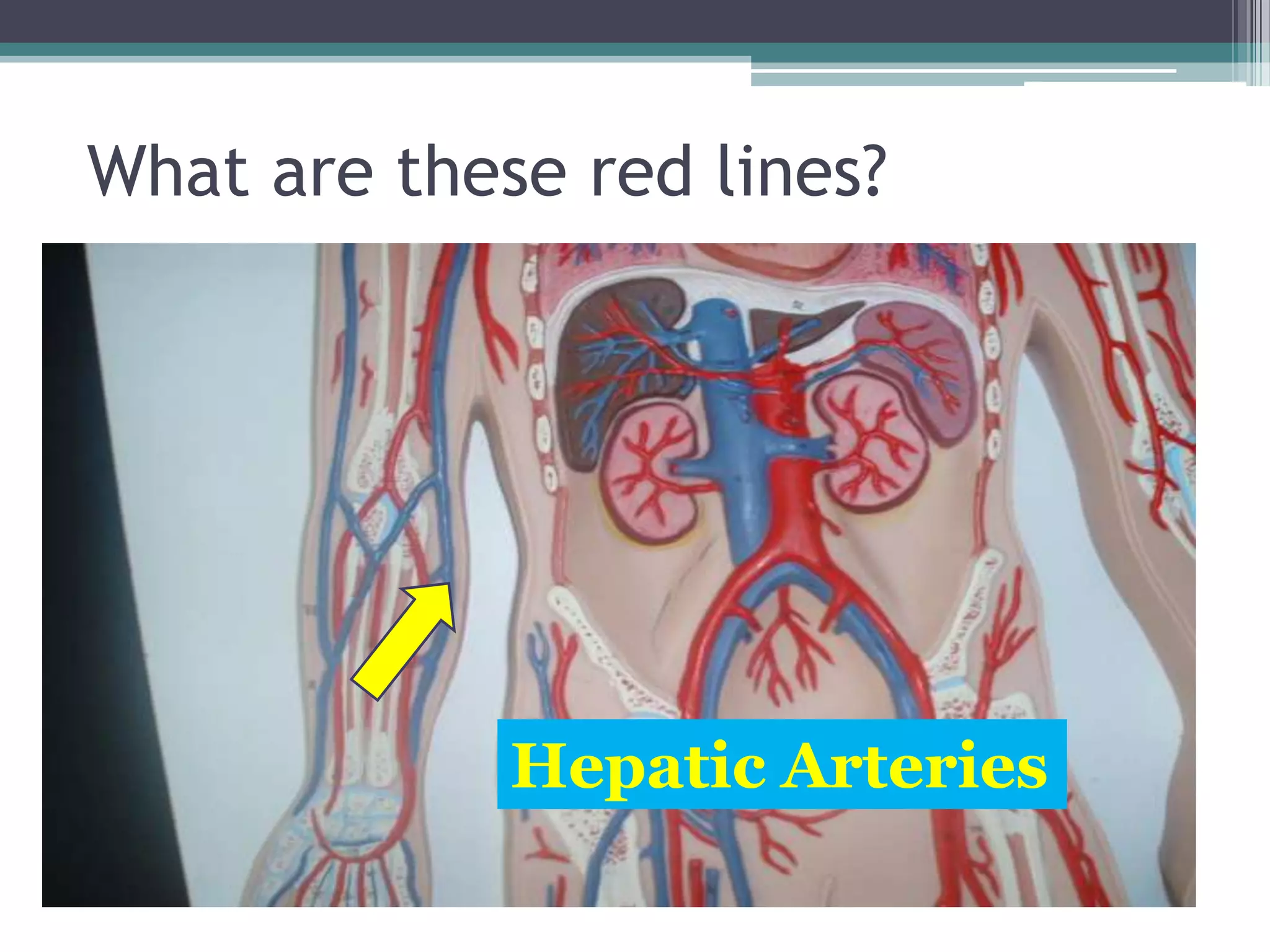 What are these red lines?Hepatic Arteries