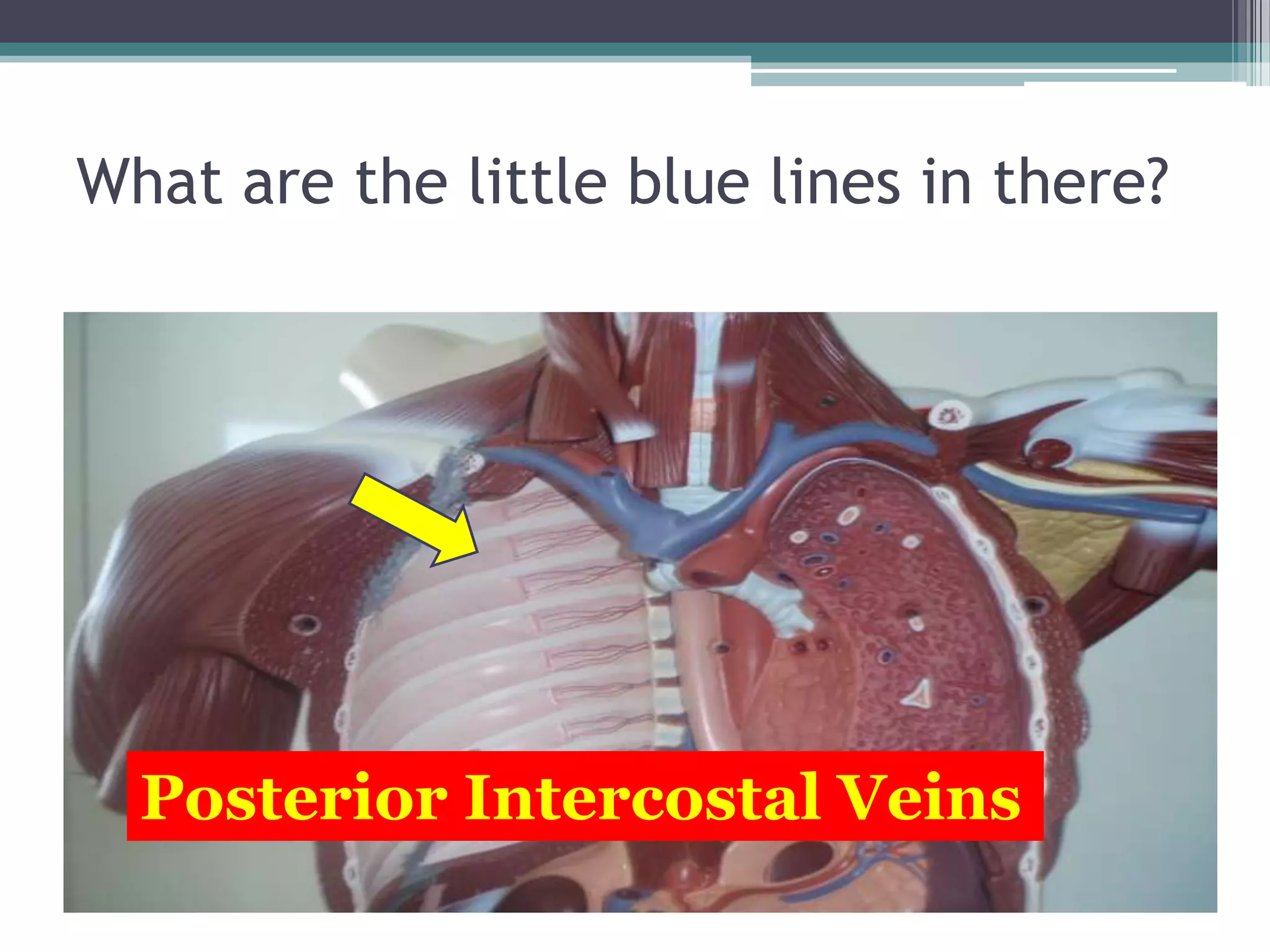 What are the little blue lines in there?Posterior Intercostal Veins