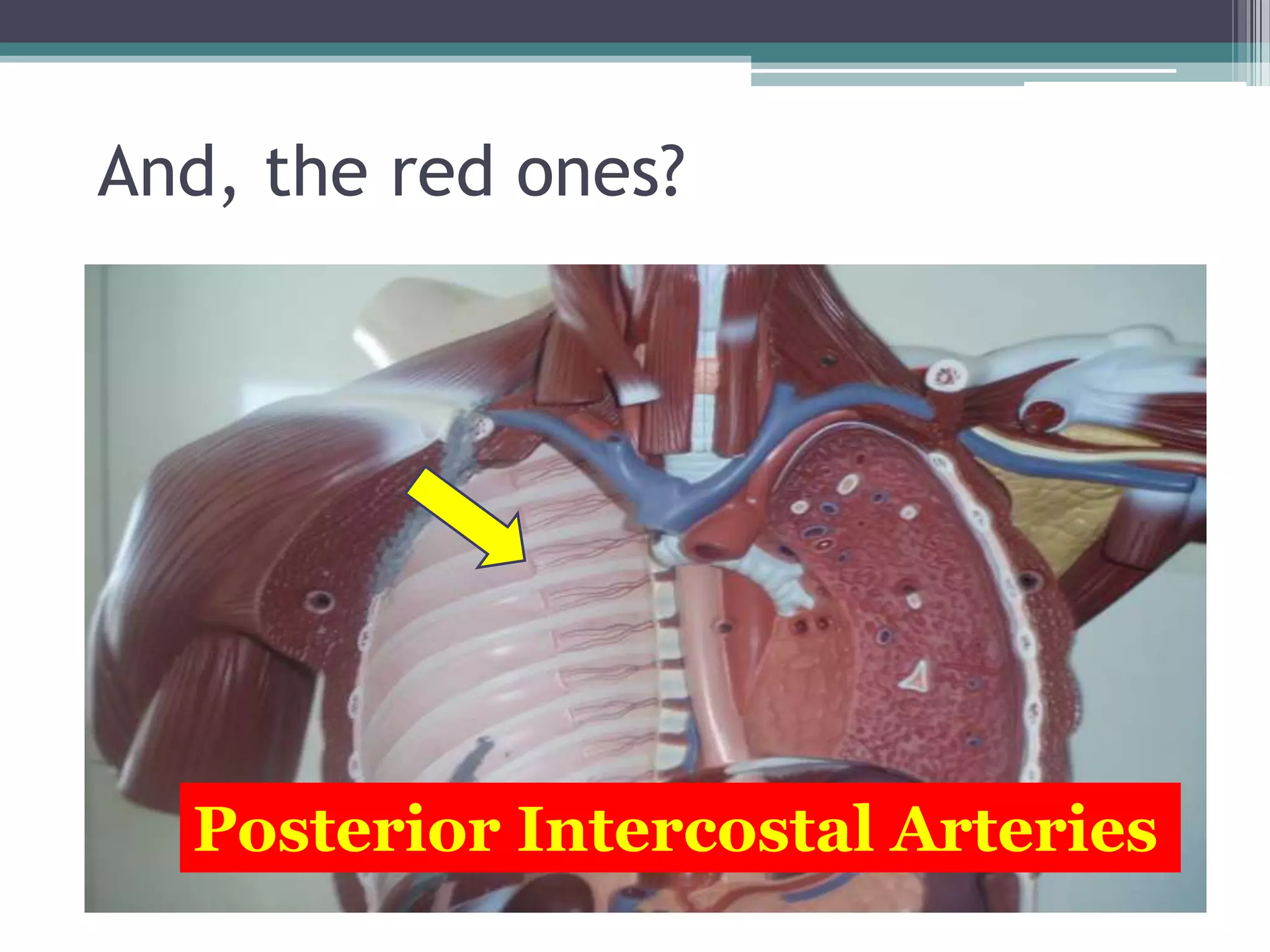 And, the red ones?Posterior Intercostal Arteries