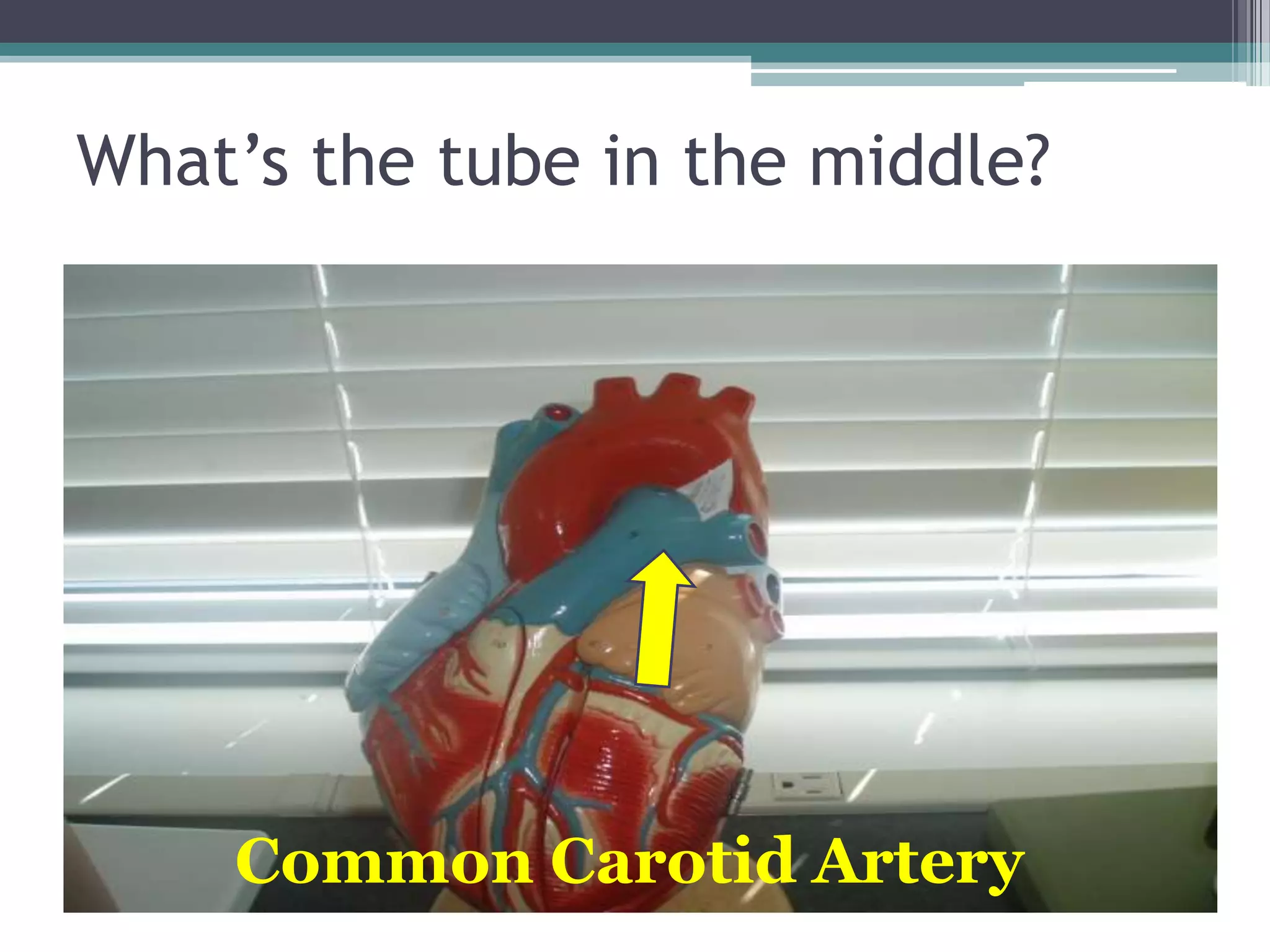 What’s the tube in the middle?Common Carotid Artery