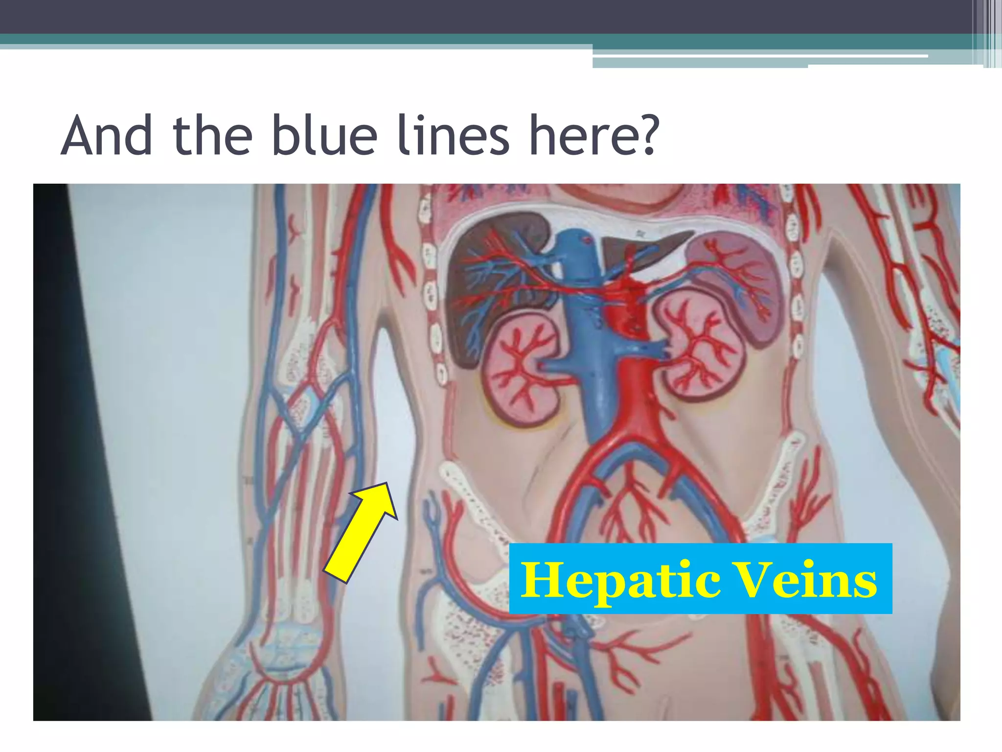 And the blue lines here?Hepatic Veins