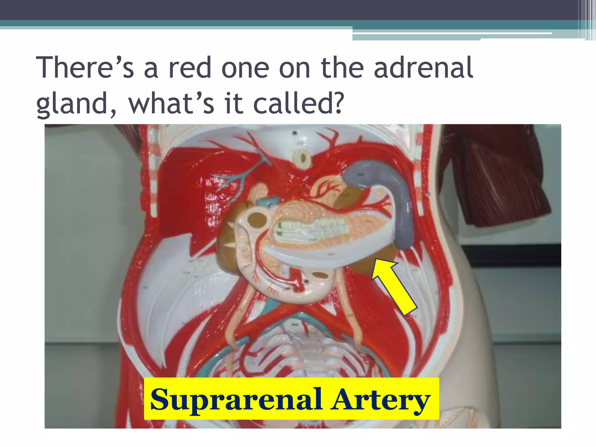 There’s a red one on the adrenal gland, what’s it called?Suprarenal Artery