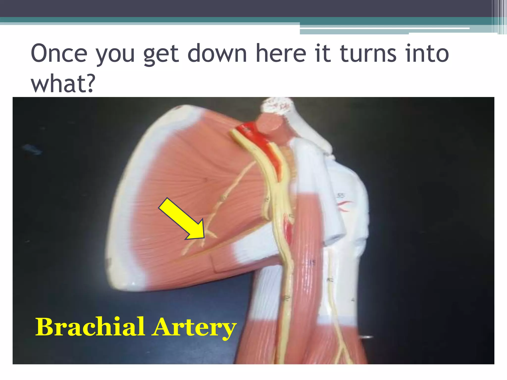 Once you get down here it turns into what?Brachial Artery