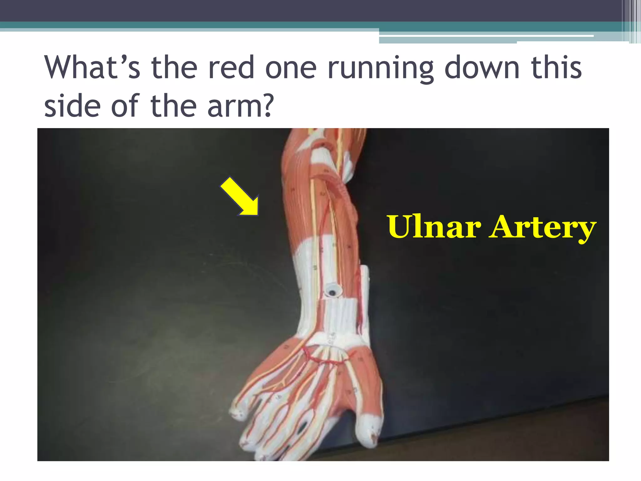 What’s the red one running down this side of the arm?Ulnar Artery