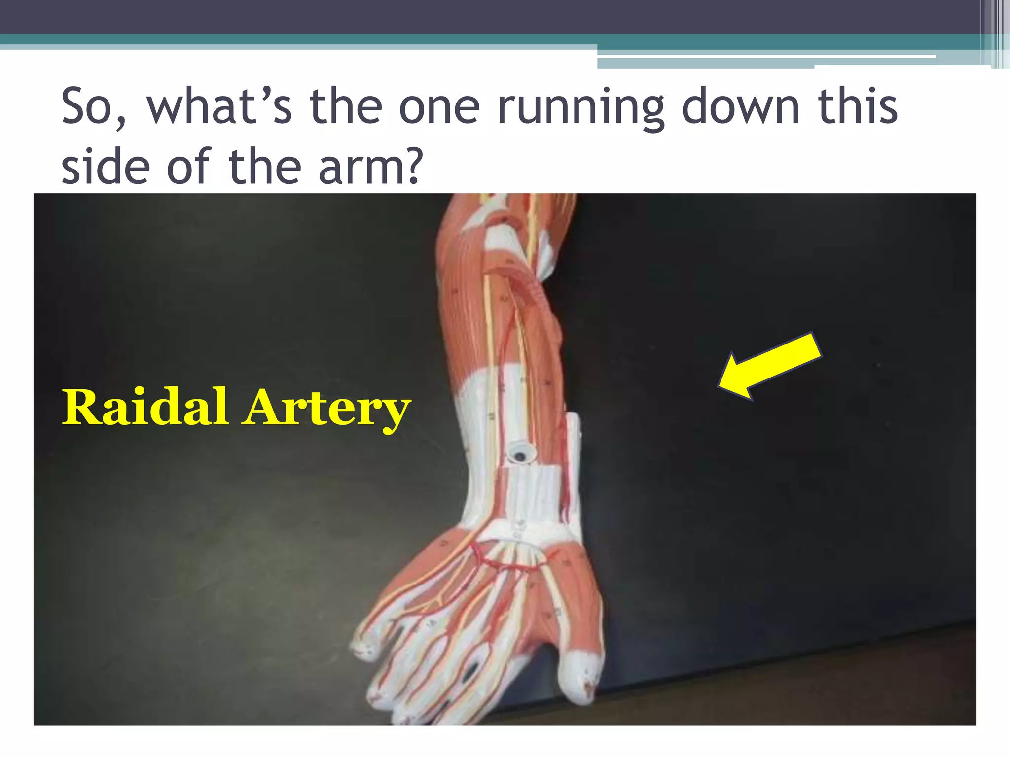 So, what’s the one running down this side of the arm?Raidal Artery