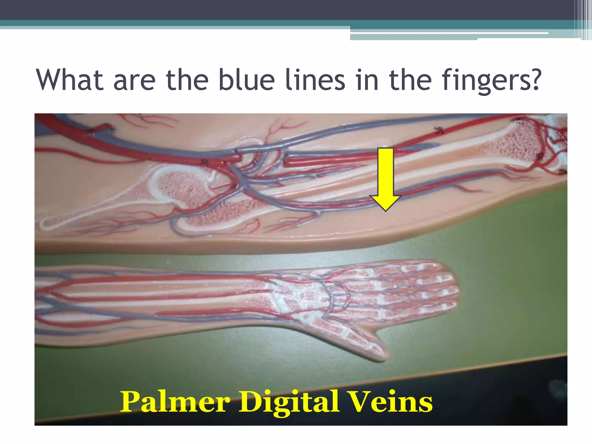 What are the blue lines in the fingers?Palmer Digital Veins