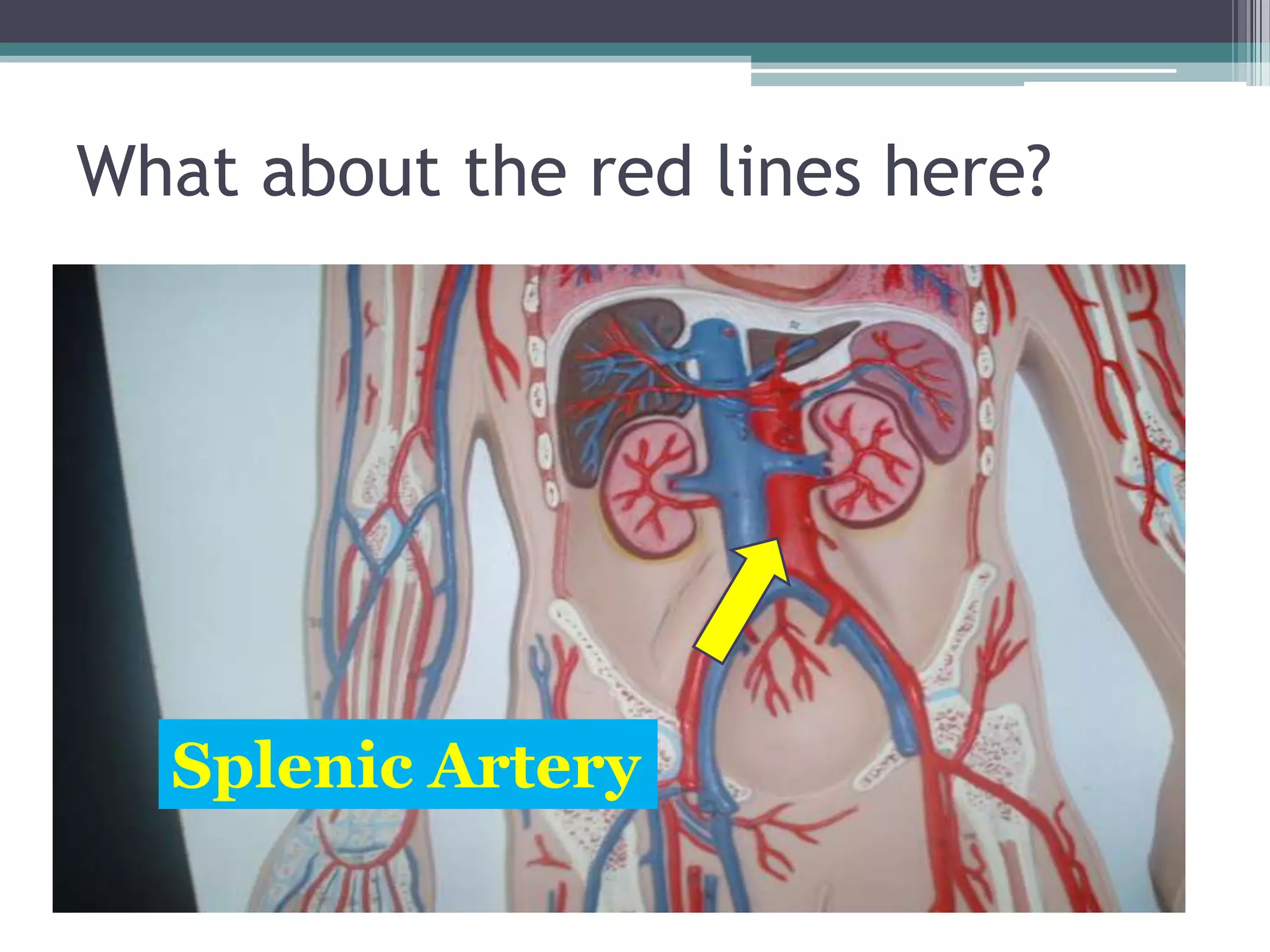 What about the red lines here?Splenic Artery