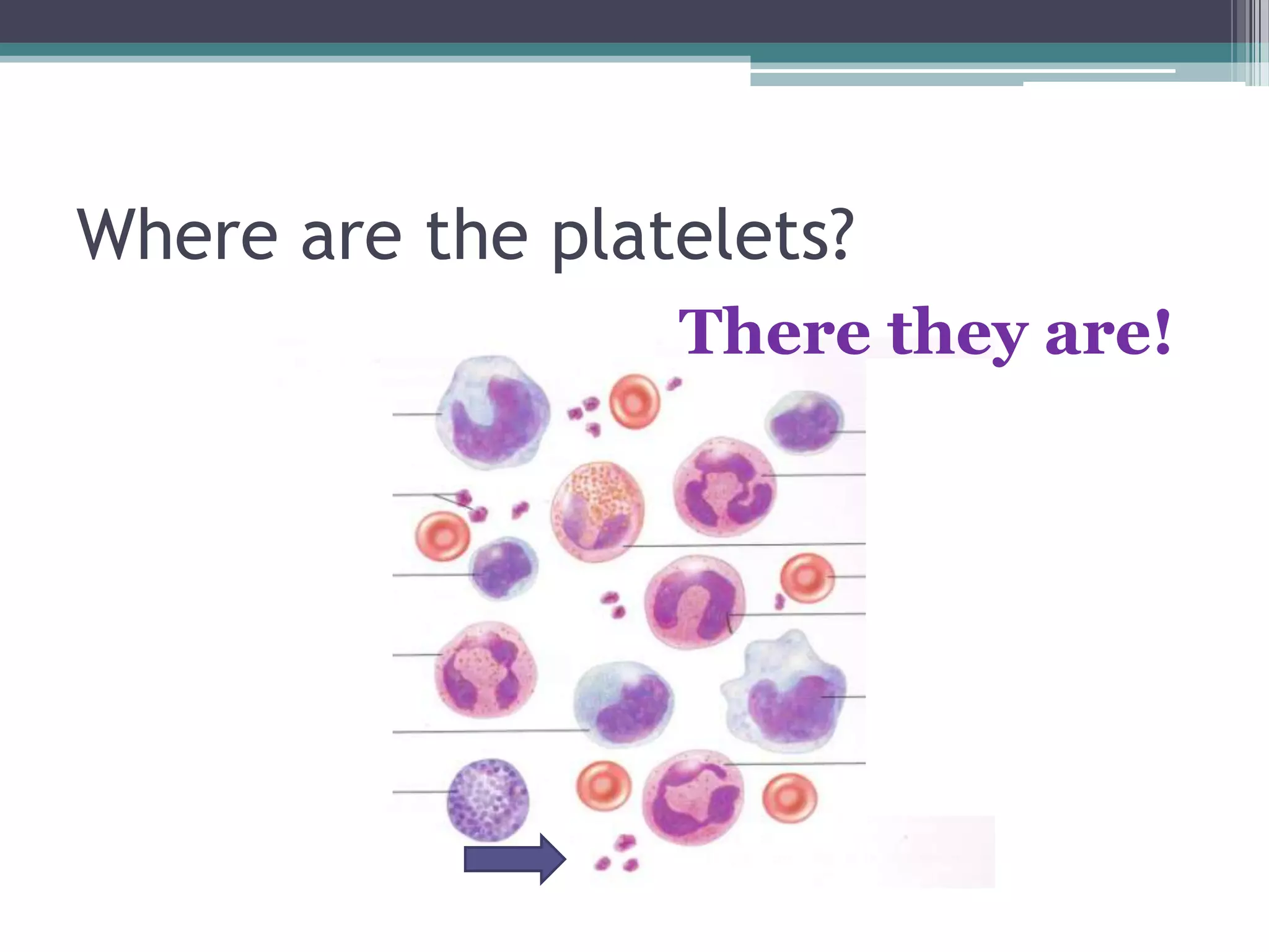 Where are the platelets?There they are!