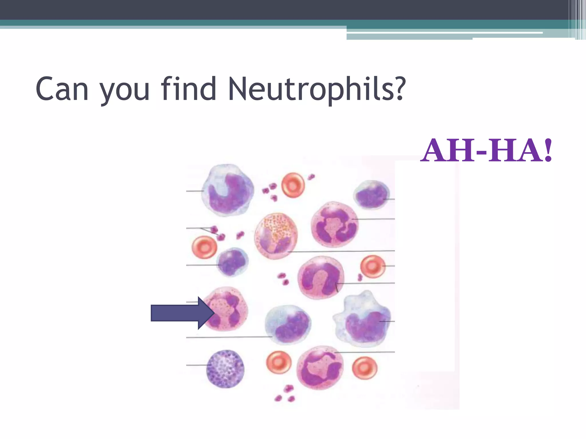 Can you find Neutrophils?AH-HA!