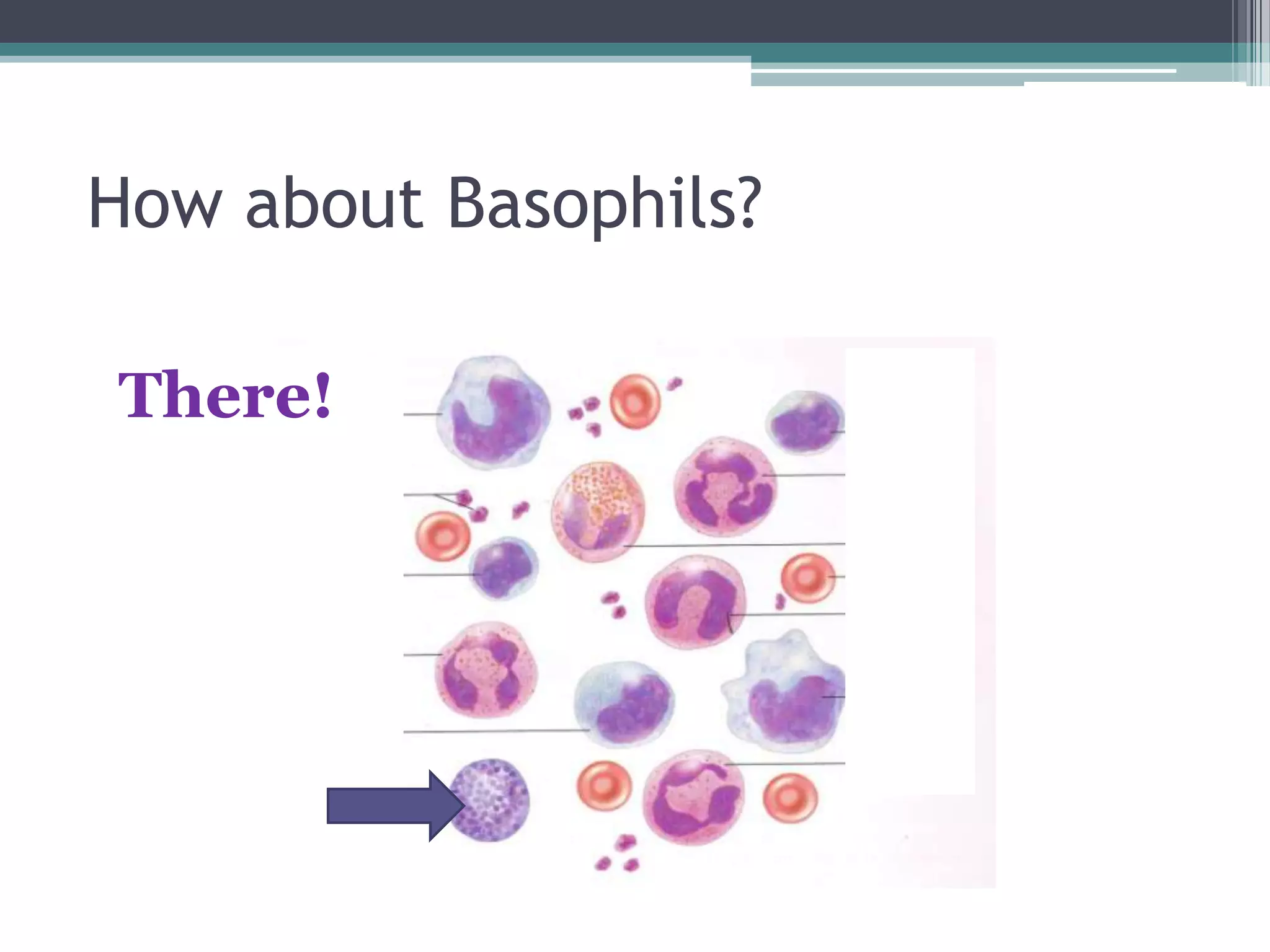 How about Basophils?There!