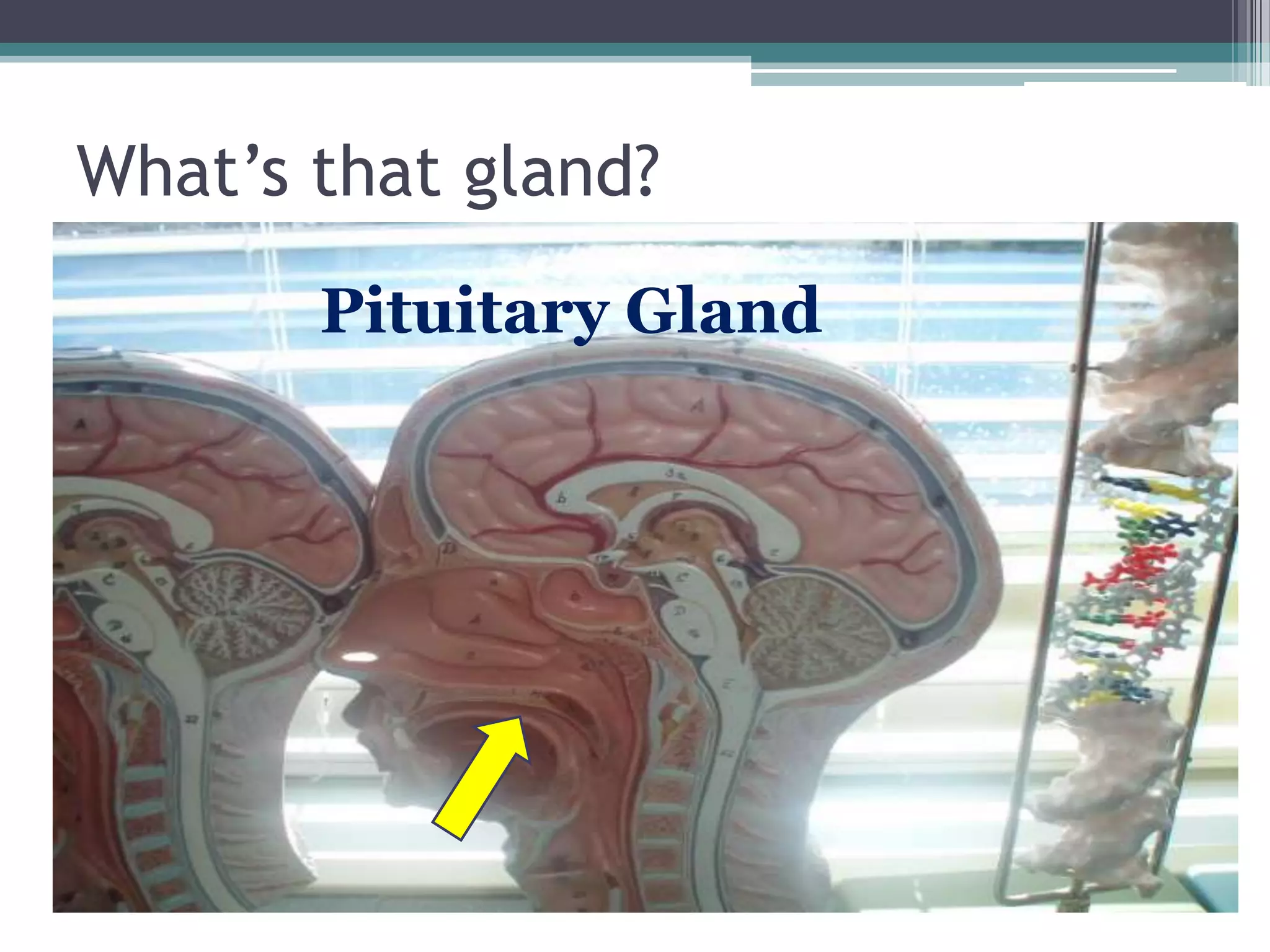 What’s that gland?Pituitary Gland