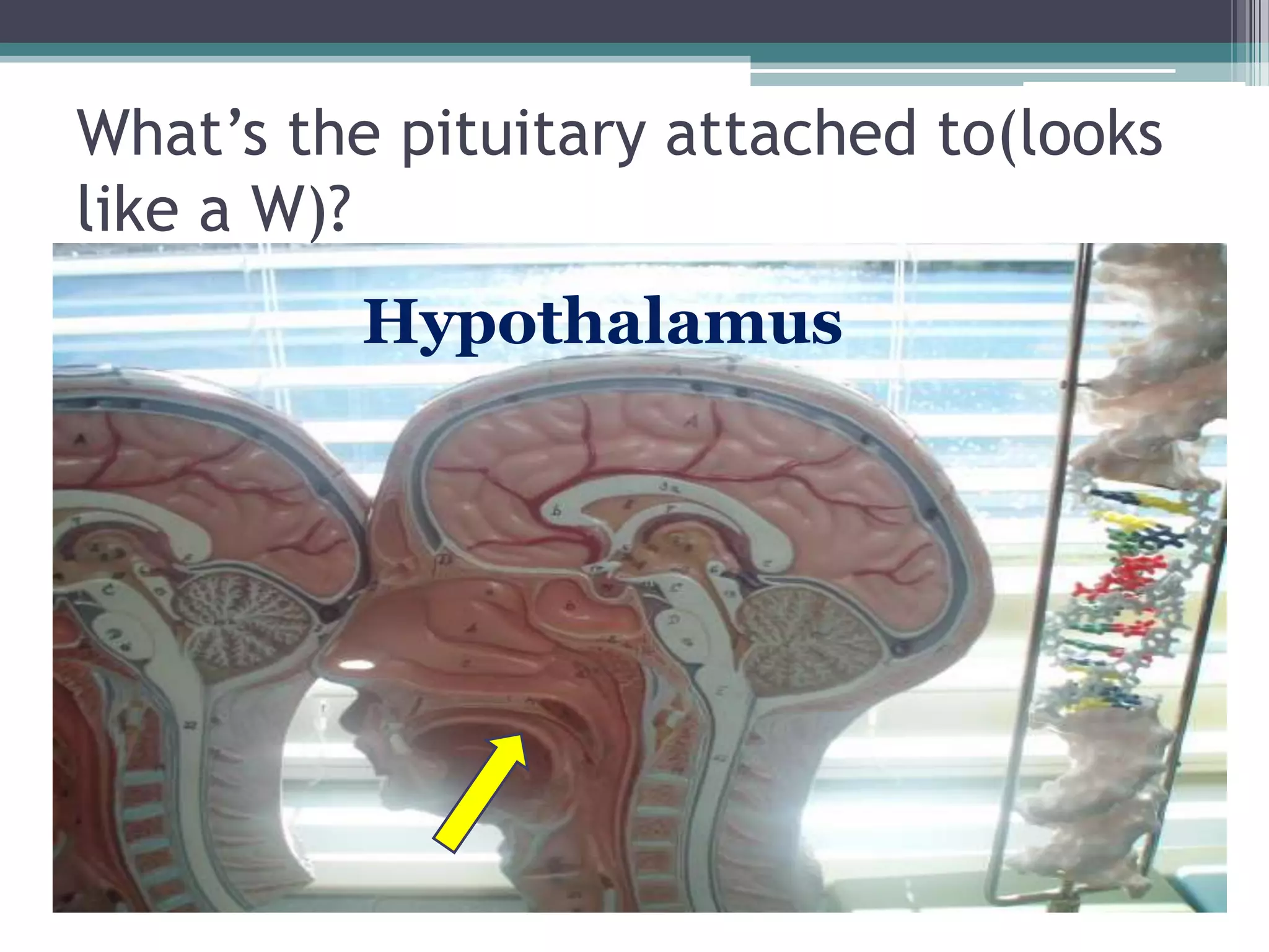 What’s the pituitary attached to(looks like a W)?Hypothalamus