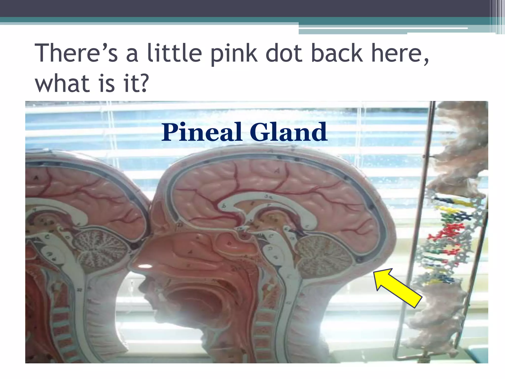 There’s a little pink dot back here, what is it?Pineal Gland
