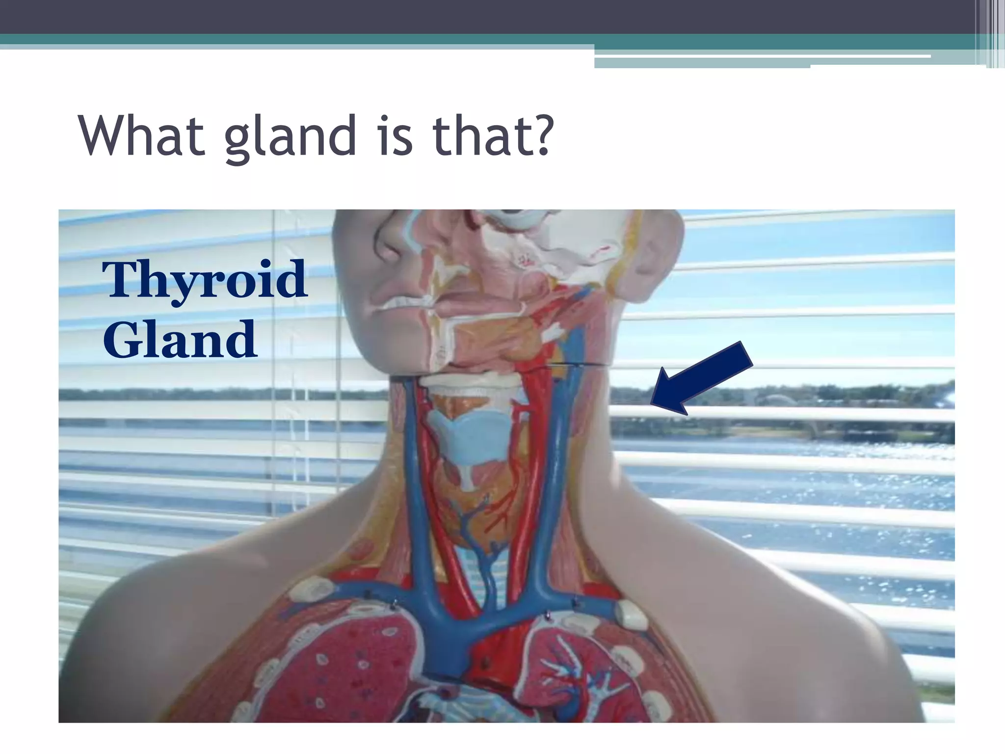 What gland is that?Thyroid Gland