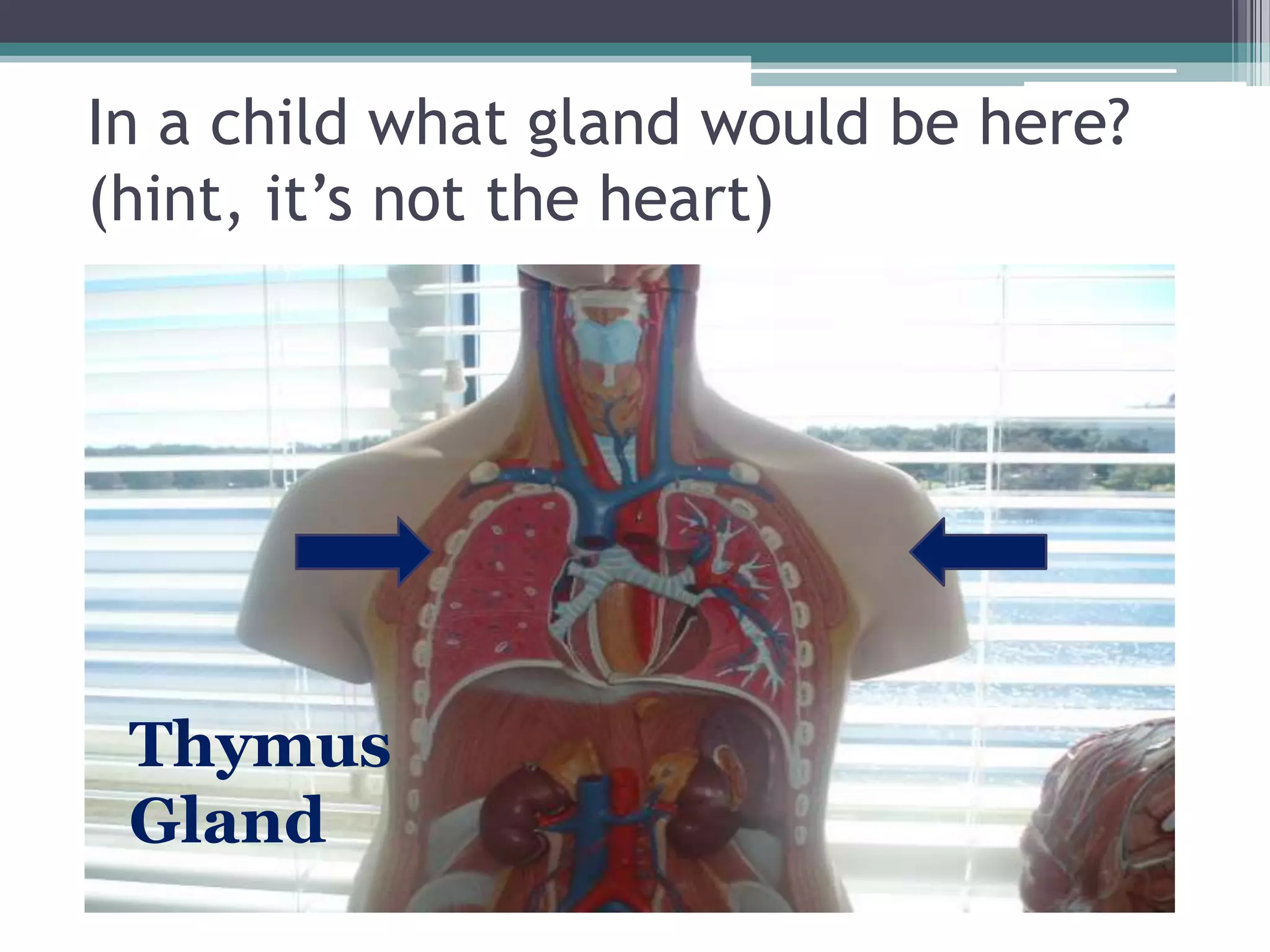 In a child what gland would be here? (hint, it’s not the heart)Thymus Gland