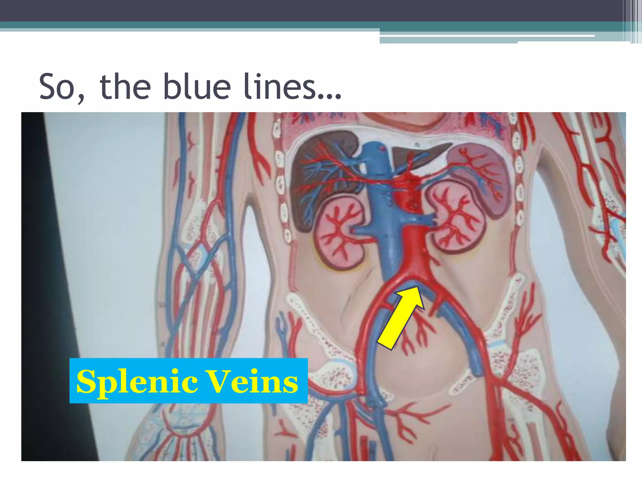 So, the blue lines…Splenic Veins
