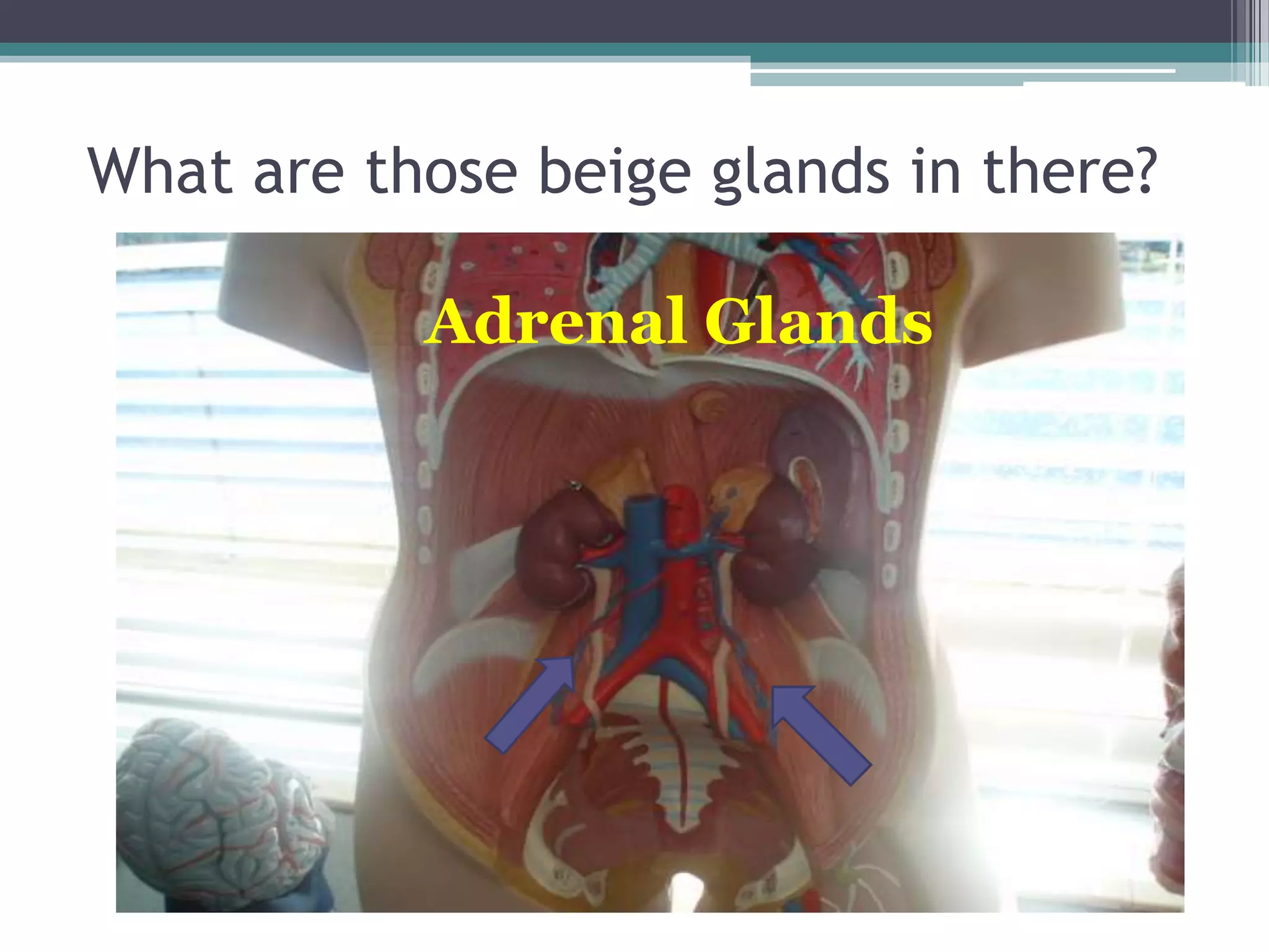 What are those beige glands in there?Adrenal Glands