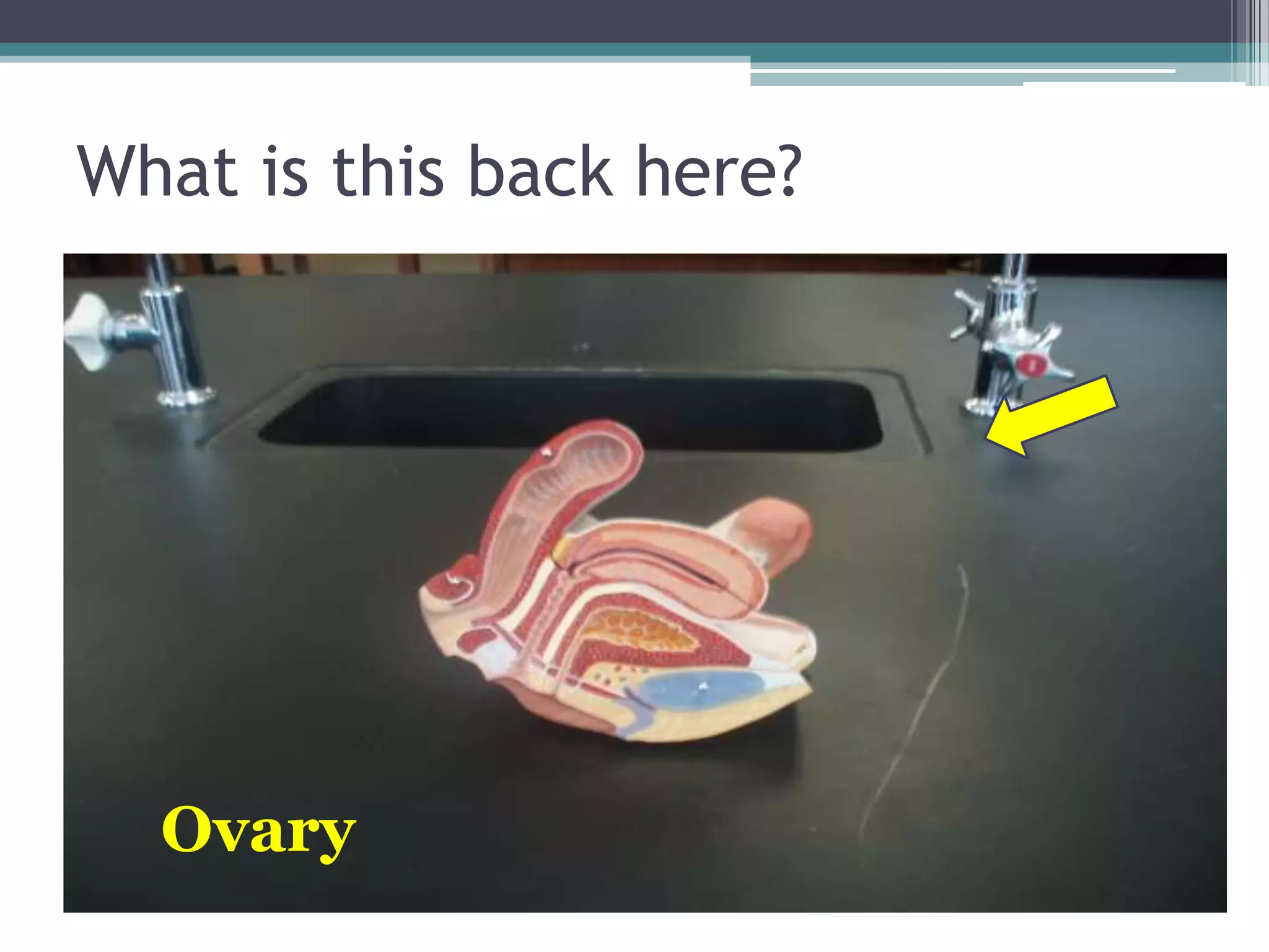 What is this back here?Ovary