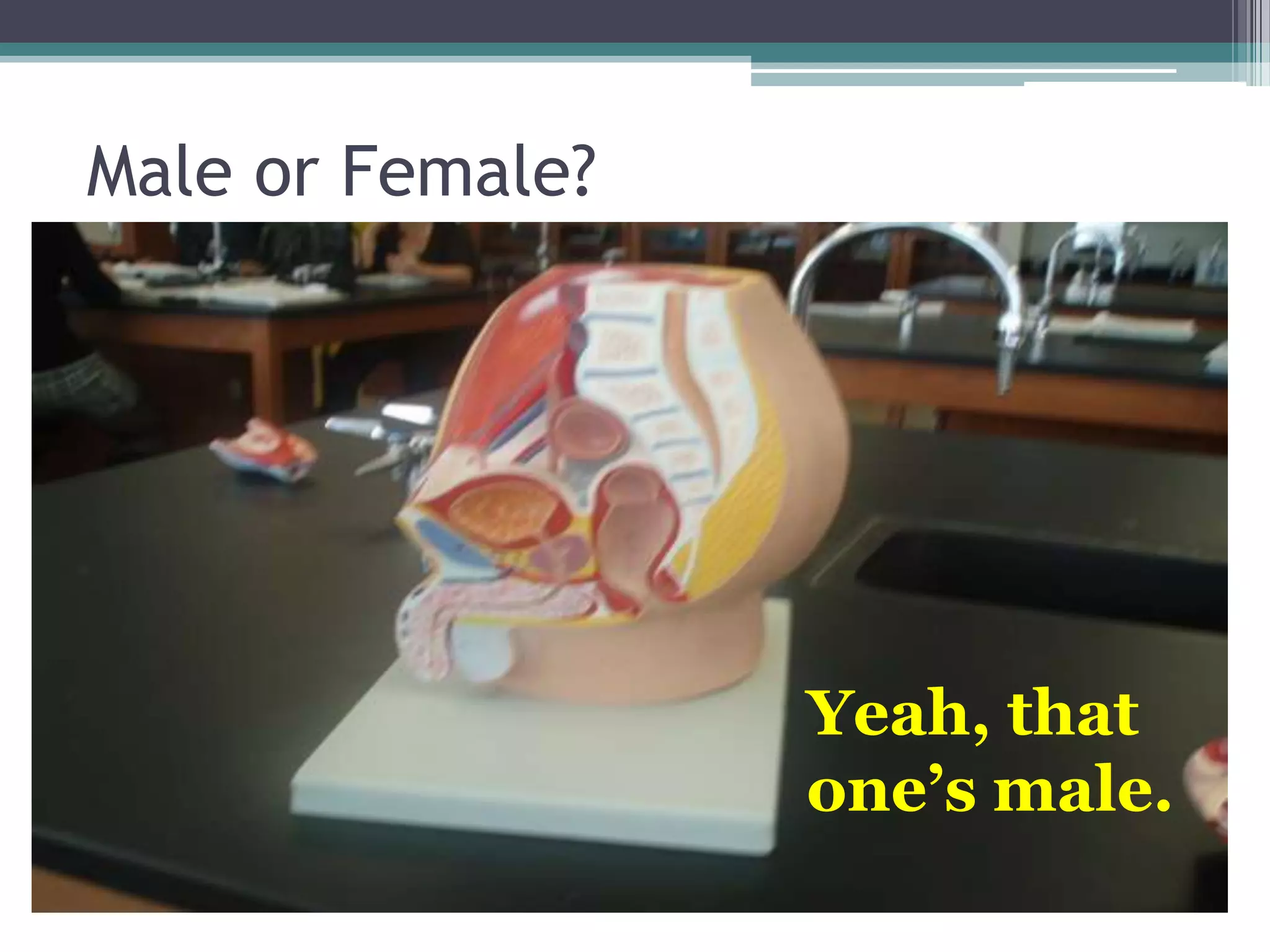 Male or Female?Yeah, that one’s male.