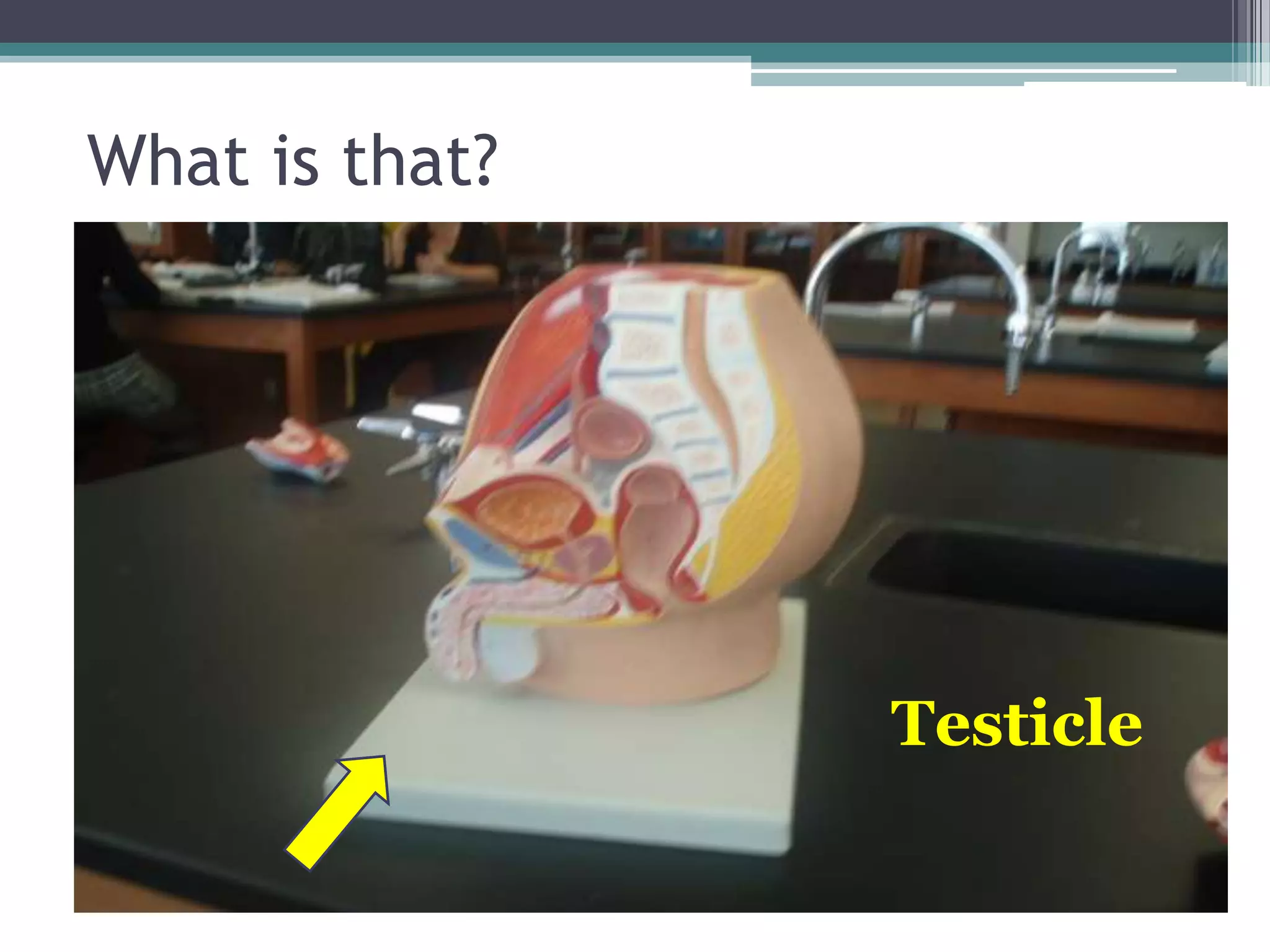 What is that?Testicle