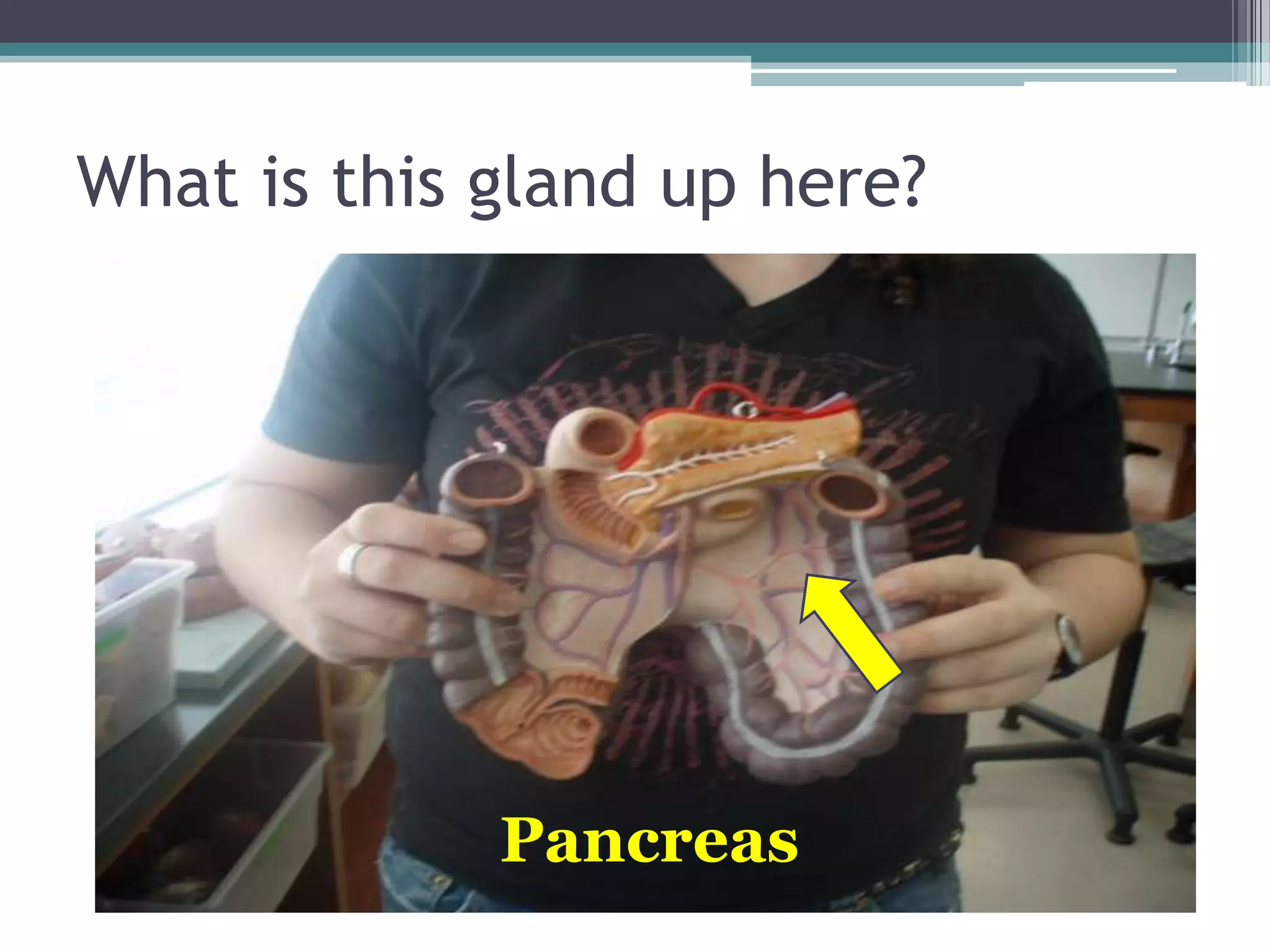 What is this gland up here?Pancreas