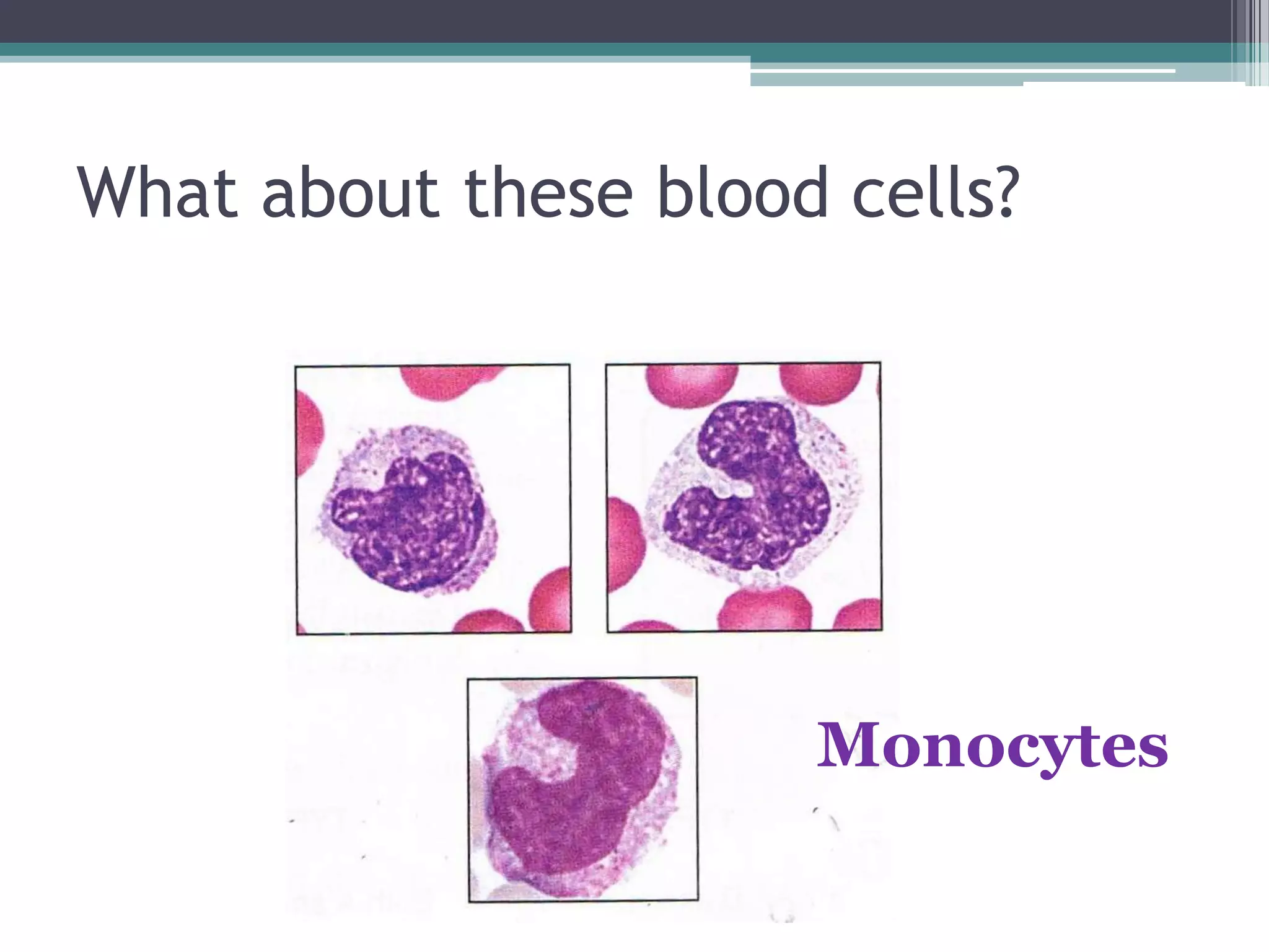 What about these blood cells?Monocytes