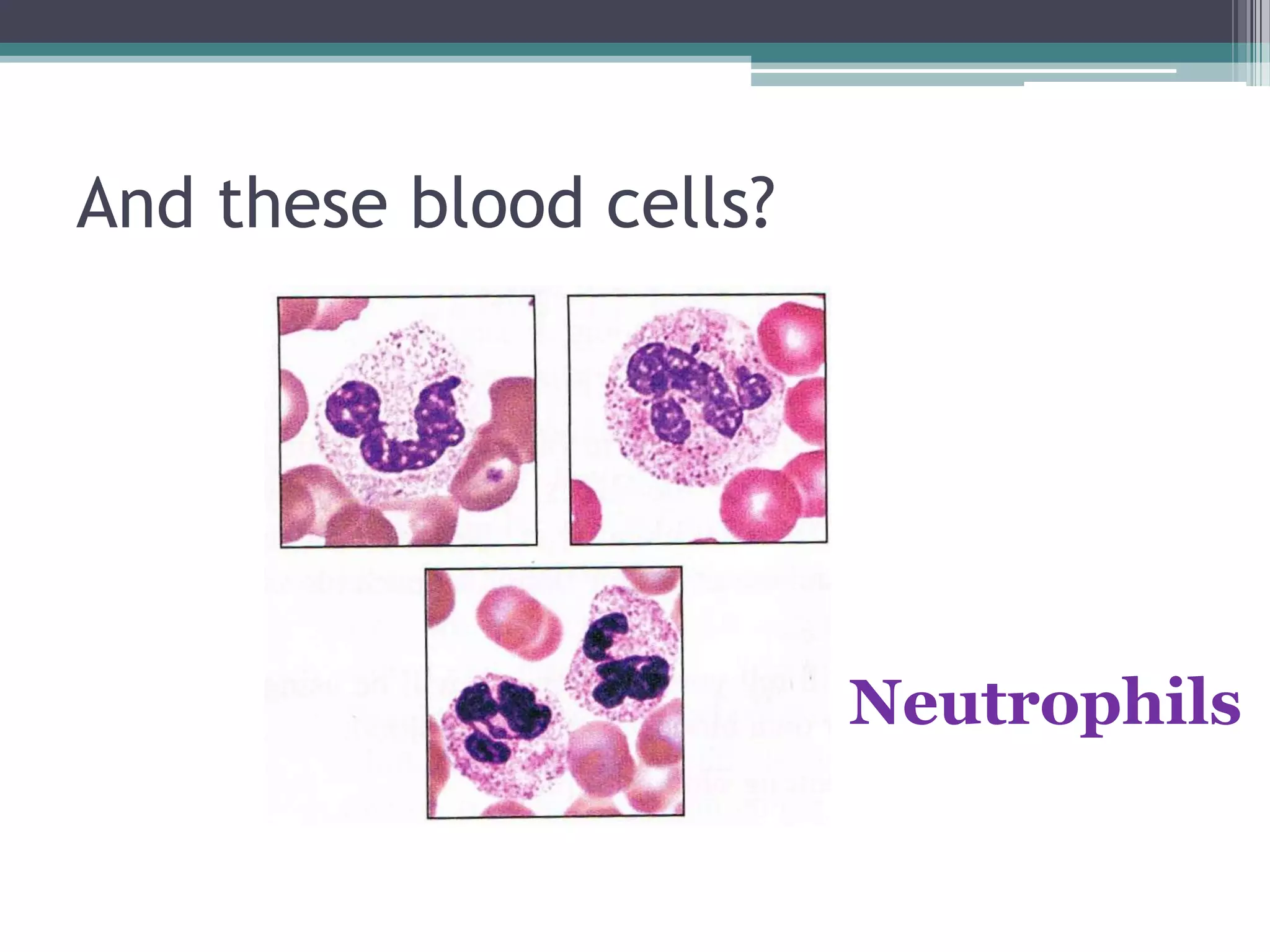 And these blood cells?Neutrophils