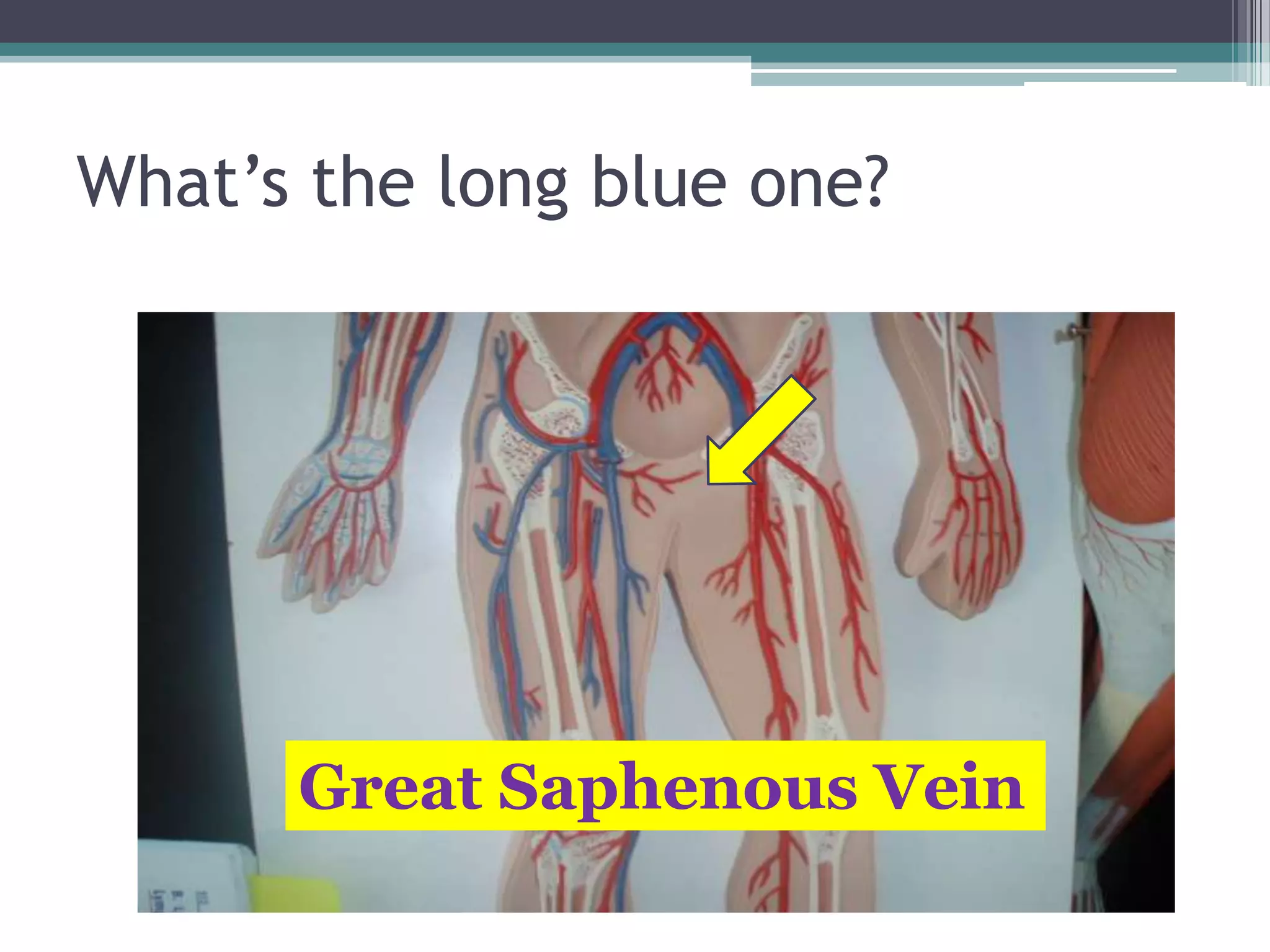 What’s the long blue one?Great Saphenous Vein