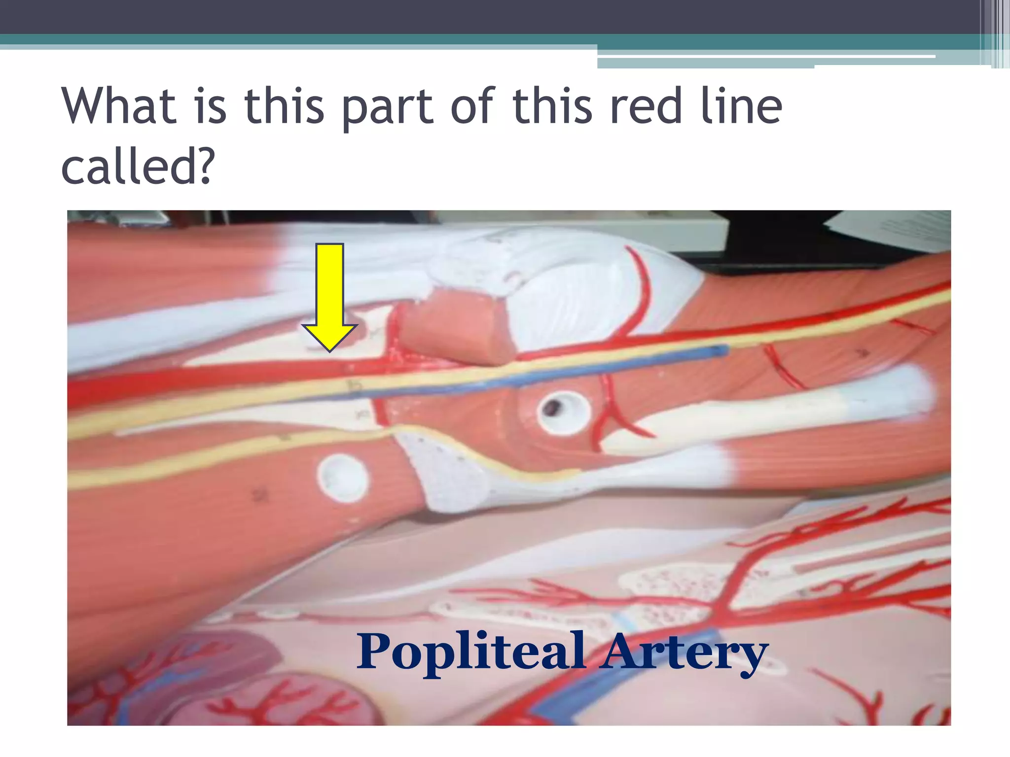 What is this part of this red line called?Popliteal Artery