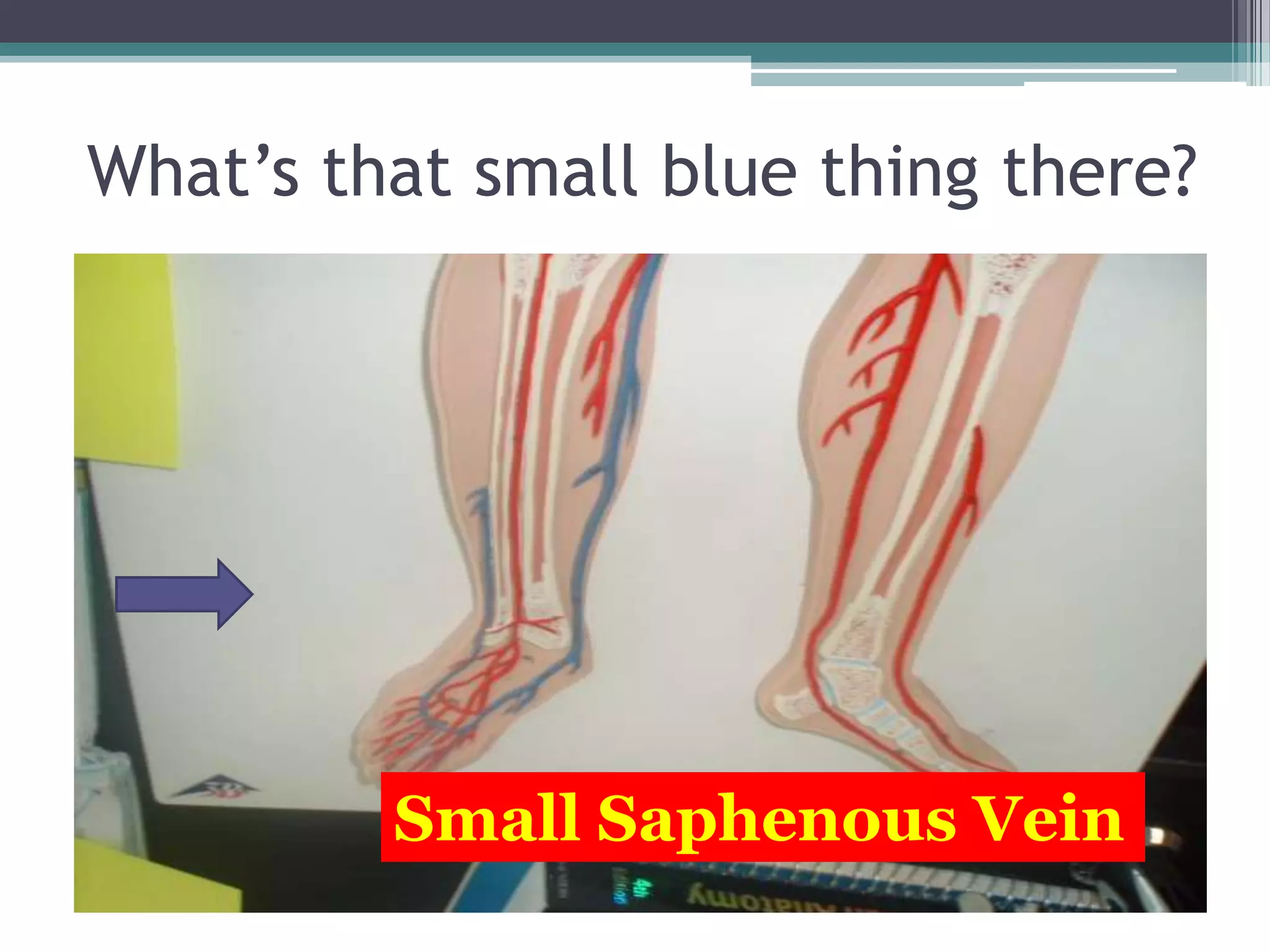What’s that small blue thing there?Small Saphenous Vein
