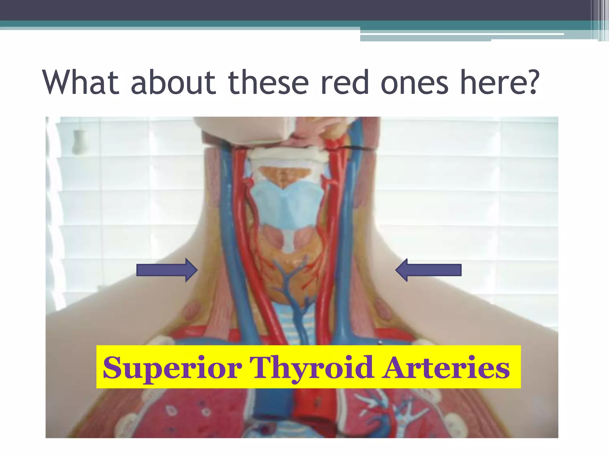 What about these red ones here?Superior Thyroid Arteries