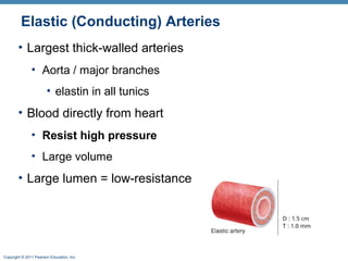 Elastic (Conducting) Arteries
• Largest thick-walled arteries
• Aorta / major branches
• elastin in all tunics

• Blood directly from heart
• Resist high pressure
• Large volume

• Large lumen = low-resistance

Copyright © 2011 Pearson Education, Inc.

 