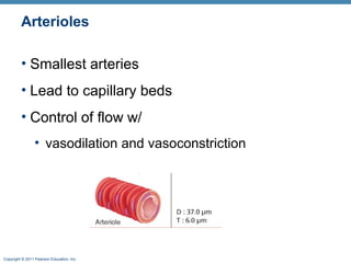 Arterioles
• Smallest arteries
• Lead to capillary beds
• Control of flow w/
• vasodilation and vasoconstriction

Copyright © 2011 Pearson Education, Inc.

 