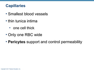 Capillaries
• Smallest blood vessels
• thin tunica intima
• one cell thick

• Only one RBC wide
• Pericytes support and control permeability

Copyright © 2011 Pearson Education, Inc.

 