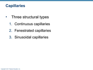 Capillaries
•

Three structural types
1. Continuous capillaries
2. Fenestrated capillaries
3. Sinusoidal capillaries

Copyright © 2011 Pearson Education, Inc.

 