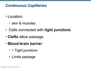 Continuous Capillaries
• Location:
• skin & muscles

• Cells connected with tight junctions
• Clefts allow passage
• Blood-brain barrier
• ↑ Tight junctions
• Limits passage
Copyright © 2011 Pearson Education, Inc.

 