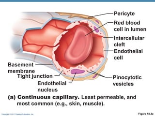 Pericyte
Red blood
cell in lumen
Intercellular
cleft
Endothelial
cell
Basement
membrane
Tight junction
Pinocytotic
Endothelial
vesicles
nucleus
(a) Continuous capillary. Least permeable, and
most common (e.g., skin, muscle).
Copyright © 2011 Pearson Education, Inc.

Figure 18.3a

 