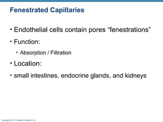 Fenestrated Capillaries
• Endothelial cells contain pores “fenestrations”
• Function:
• Absorption / Filtration

• Location:
• small intestines, endocrine glands, and kidneys

Copyright © 2011 Pearson Education, Inc.

 