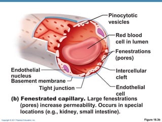Pinocytotic
vesicles
Red blood
cell in lumen
Fenestrations
(pores)
Endothelial
nucleus
Basement membrane
Tight junction

Intercellular
cleft

Endothelial
cell
(b) Fenestrated capillary. Large fenestrations
(pores) increase permeability. Occurs in special
locations (e.g., kidney, small intestine).

Copyright © 2011 Pearson Education, Inc.

Figure 18.3b

 