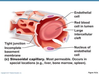 Endothelial
cell
Red blood
cell in lumen
Large
intercellular
cleft
Tight junction
Nucleus of
Incomplete
endothelial
basement
cell
membrane
(c) Sinusoidal capillary. Most permeable. Occurs in
special locations (e.g., liver, bone marrow, spleen).
Copyright © 2011 Pearson Education, Inc.

Figure 18.3c

 