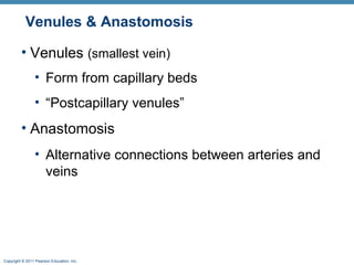 Venules & Anastomosis
• Venules (smallest vein)
• Form from capillary beds
• “Postcapillary venules”

• Anastomosis
• Alternative connections between arteries and
veins

Copyright © 2011 Pearson Education, Inc.

 