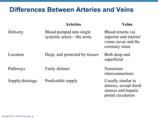 Differences Between Arteries and Veins
Arteries

Veins

Delivery

Blood pumped into single
systemic artery—the aorta

Blood returns via
superior and interior
venae cavae and the
coronary sinus

Location

Deep, and protected by tissues

Both deep and
superficial

Pathways

Fairly distinct

Numerous
interconnections

Supply/drainage

Predictable supply

Usually similar to
arteries, except dural
sinuses and hepatic
portal circulation

Copyright © 2011 Pearson Education, Inc.

 