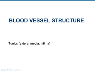 BLOOD VESSEL STRUCTURE

Tunics (extera, media, intima)

Copyright © 2011 Pearson Education, Inc.

 