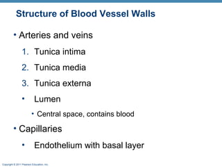 Structure of Blood Vessel Walls
• Arteries and veins
1. Tunica intima
2. Tunica media
3. Tunica externa
•

Lumen
• Central space, contains blood

• Capillaries
•

Endothelium with basal layer

Copyright © 2011 Pearson Education, Inc.

 