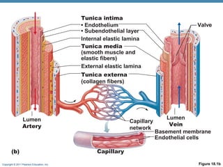 Tunica intima
• Endothelium
• Subendothelial layer
Internal elastic lamina
Tunica media
(smooth muscle and
elastic fibers)
External elastic lamina

Valve

Tunica externa
(collagen fibers)

Lumen
Artery

(b)
Copyright © 2011 Pearson Education, Inc.

Capillary
network

Lumen
Vein
Basement membrane
Endothelial cells

Capillary
Figure 18.1b

 