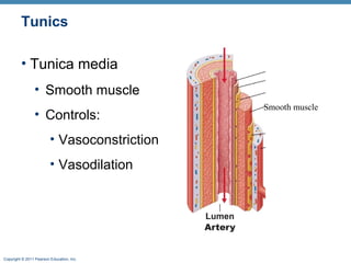 Tunics
• Tunica media
• Smooth muscle
• Controls:
• Vasoconstriction
• Vasodilation

Copyright © 2011 Pearson Education, Inc.

Smooth muscle

 