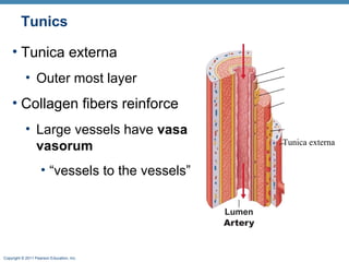Tunics
• Tunica externa
• Outer most layer

• Collagen fibers reinforce
• Large vessels have vasa
vasorum
• “vessels to the vessels”

Copyright © 2011 Pearson Education, Inc.

Tunica externa

 